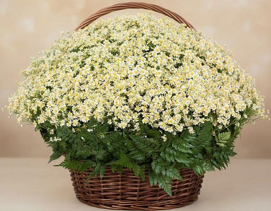 Цветочная композиция из Ромашки в корзине в Родниковый